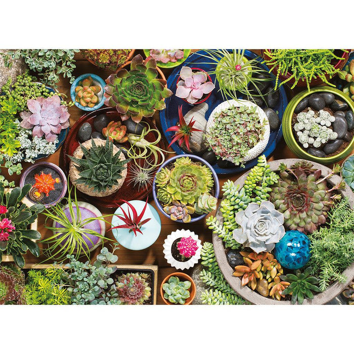 1000 Piece Succulents Puzzle - Boardlandia